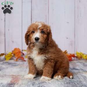 Archie, Mini Goldendoodle Puppy